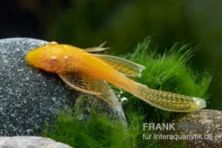 Goldener Schleier-Antennenwels, Ancistrus Sp. Long Fin "Gold-Schleier" -Huisdierbenodigdheden Serie Ancistrus spec Gold Schleier
