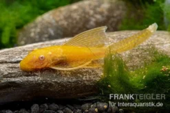 Goldener Schleier-Antennenwels, Ancistrus Sp. Long Fin "Gold-Schleier" -Huisdierbenodigdheden Serie Ancistrus spec Gold Schleier 4