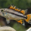Kakaduzwergbuntbarsch Doppelrot, Apistogramma Cacatuoides, Paarweise