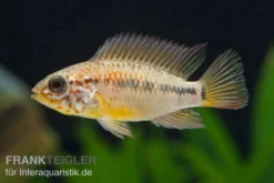 Villavicencio-Buntbarsch, Apistogramma Macmasteri, Paarweise -Huisdierbenodigdheden Serie Apistogramma macmasteri 3