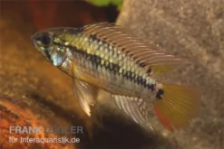 Schwarzkehl-Zwergbuntbarsch, Apistogramma Viejita, Paarweise -Huisdierbenodigdheden Serie Apistogramma viejita Schwarzkehl Zwergbuntbarsch