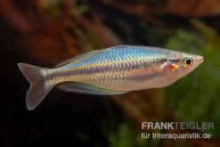 Aru-Regenbogenfisch, Melanotaenia Picta, 5 Tiere -Huisdierbenodigdheden Serie Aru Regenbogenfisch Melanotaenia picta