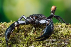 Asia-Skorpion, Heterometrus Longimanus 5 Asia-Skorpion, Heterometrus Longimanus -Huisdierbenodigdheden Serie Asia Skorpion Heterometrus longimanus 3