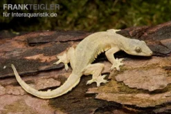 Asiatischer Hausgecko, Hemidactylus Frenatus