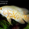 Pfauenaugenbuntbarsch, Roter Tiger Albino Oscar, Astronotus Ocellatus Red Tiger Albino