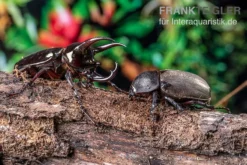 Atlaskäfer, Chalcosoma Atlas -Huisdierbenodigdheden Serie Atlaskaefer Chalcosoma atlas 3