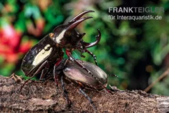 Atlaskäfer, Chalcosoma Atlas -Huisdierbenodigdheden Serie Atlaskaefer Chalcosoma atlas 5