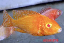 Aulonocara Spec. Dragon Blood Albino, DNZ -Huisdierbenodigdheden Serie Aulonocara spec Dragon Blood albino 3