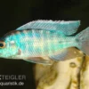 Türkisblauer Aulonocara, Aulonocara Spec. Turquoise, DNZ