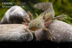 Axolotl Naturfarben, Ambystoma Mexicanum -Huisdierbenodigdheden Serie Axolotl Wildling 2