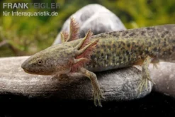 Axolotl Naturfarben, Ambystoma Mexicanum -Huisdierbenodigdheden Serie Axolotl Wildling 3