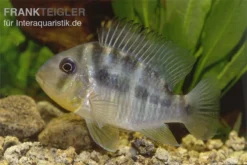 Ballonkopf Erdfresser, Gymnogeophagus Balzani 5 Ballonkopf Erdfresser, Gymnogeophagus Balzani -Huisdierbenodigdheden Serie Ballonkopf Erdfresser Gymnogeophagus balzani 1