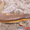 Berberskink, Eumeces Schneiderii