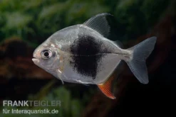 Blackberry Silver Dollar, Myleus Sp. Blackberry
