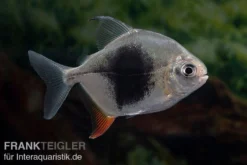 Blackberry Silver Dollar, Myleus Sp. Blackberry -Huisdierbenodigdheden Serie Blackberry Silver Dollar Myleus sp Blackberry 3