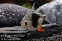 Blackberry Silver Dollar, Myleus Sp. Blackberry -Huisdierbenodigdheden Serie Blackberry Silver Dollar Myleus sp Blackberry 4