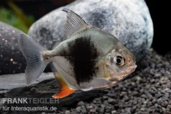 Blackberry Silver Dollar, Myleus Sp. Blackberry -Huisdierbenodigdheden Serie Blackberry Silver Dollar Myleus sp Blackberry 5