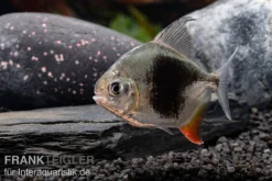 Blackberry Silver Dollar, Myleus Sp. Blackberry -Huisdierbenodigdheden Serie Blackberry Silver Dollar Myleus sp Blackberry 6