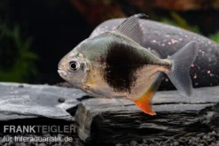 Blackberry Silver Dollar, Myleus Sp. Blackberry -Huisdierbenodigdheden Serie Blackberry Silver Dollar Myleus sp Blackberry 7