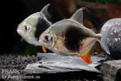 Blackberry Silver Dollar, Myleus Sp. Blackberry -Huisdierbenodigdheden Serie Blackberry Silver Dollar Myleus sp Blackberry 8