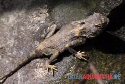 Blasse Wüstenagame, Trapelus Pallidus 5 Blasse Wüstenagame, Trapelus Pallidus -Huisdierbenodigdheden Serie Blasse Wuestenagame Trapelus pallidus 3