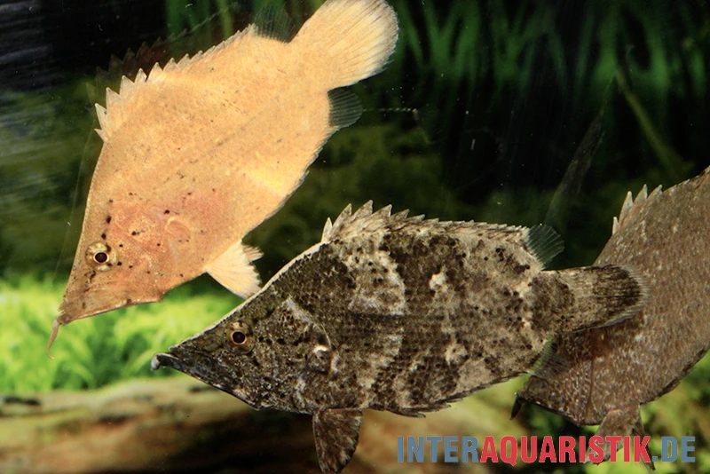 Blattfisch, Monocirrhus Polyacanthus 1 Blattfisch, Monocirrhus Polyacanthus