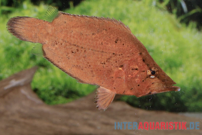 Blattfisch, Monocirrhus Polyacanthus 2 Blattfisch, Monocirrhus Polyacanthus – Bild 2