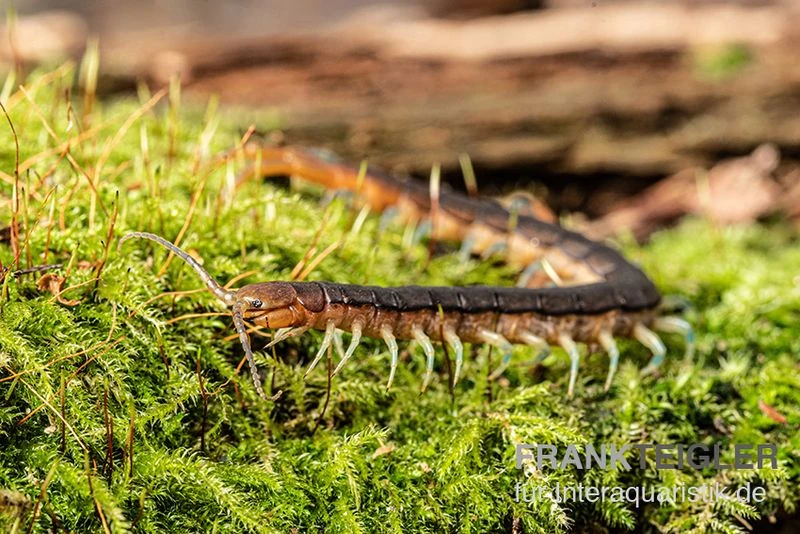 Blaubeiniger Hundertfüßer, Scolopendra Cf. Valida "Blue Legs Westafrica" 2 Blaubeiniger Hundertfüßer, Scolopendra Cf. Valida "Blue Legs Westafrica" – Bild 2