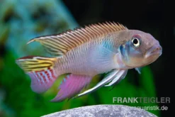 Blauer Kongocichlide, Nanochromis Parilus -Huisdierbenodigdheden Serie Blauer Kongocichlide Nanochromis parilus 1 Paar 4