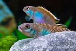 Blauer Kongocichlide, Nanochromis Parilus -Huisdierbenodigdheden Serie Blauer Kongocichlide Nanochromis parilus 1 Paar 5