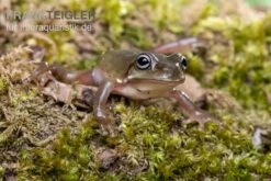 Blauer Korallenfinger-Laubfrosch, Litoria Caerulea 7 Blauer Korallenfinger-Laubfrosch, Litoria Caerulea -Huisdierbenodigdheden Serie Blauer Korallenfinger Laubfrosch Litoria caerulea 03
