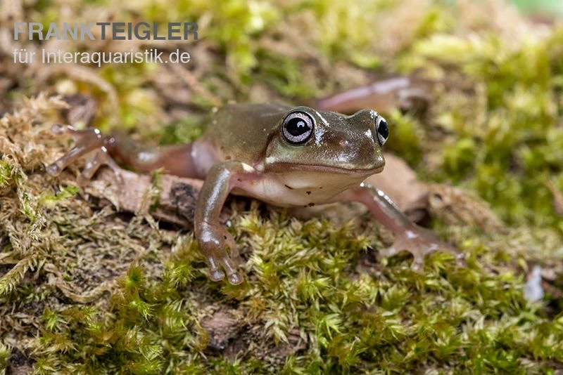 Blauer Korallenfinger-Laubfrosch, Litoria Caerulea 3 Blauer Korallenfinger-Laubfrosch, Litoria Caerulea – Bild 3