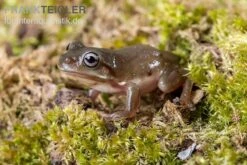 Blauer Korallenfinger-Laubfrosch, Litoria Caerulea 8 Blauer Korallenfinger-Laubfrosch, Litoria Caerulea -Huisdierbenodigdheden Serie Blauer Korallenfinger Laubfrosch Litoria caerulea 04
