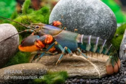 Blauer Rotscheren-Tigerkrebs, Cherax Alyciae "Blue Kong Red Claw" -Huisdierbenodigdheden Serie Blauer Rotscheren Tigerkrebs Cherax alyciae Blue Kong Red Claw 3