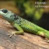 Blaugrüner Barbadosanolis, Anolis Extremus