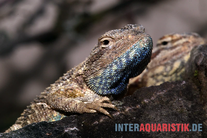 Blaukehl-Agame, Trapelus Savignii 1 Blaukehl-Agame, Trapelus Savignii