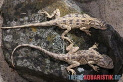 Blaukehl-Agame, Trapelus Savignii 5 Blaukehl-Agame, Trapelus Savignii -Huisdierbenodigdheden Serie Blaukehl Agame Trapelus savignii 3