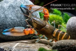 "Blue Claw" Tigerkrebs, Cherax Peknyi Var. "Blue Claw" -Huisdierbenodigdheden Serie Blue Claw Tigerkrebs Cherax peknyi var Blue Claw 3