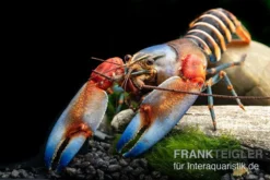 "Blue Claw" Tigerkrebs, Cherax Peknyi Var. "Blue Claw" -Huisdierbenodigdheden Serie Blue Claw Tigerkrebs Cherax peknyi var Blue Claw neu