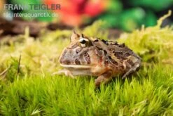 Brasilianischer Schmuckhornfrosch, Ceratophrys Aurita 8 Brasilianischer Schmuckhornfrosch, Ceratophrys Aurita -Huisdierbenodigdheden Serie Brasilianischer Schmuckhornfrosch Ceratophrys aurita 1