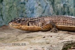 Braune Schildechse, Gerrhosaurus Major -Huisdierbenodigdheden Serie Braune Schildechse Gerrhosaurus major 1