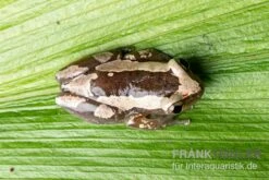 Brauner Bananenfrosch, Afrixalus Dorsalis -Huisdierbenodigdheden Serie Brauner Bananenfrosch Afrixalus dorsalis 3