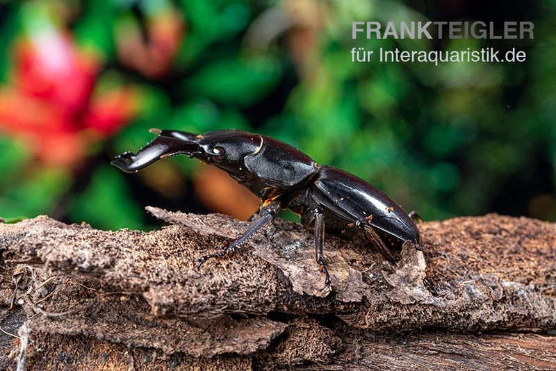 Bucephalus-Hirschkäfer, Dorcus Bucephalus 5 Bucephalus-Hirschkäfer, Dorcus Bucephalus – Bild 5