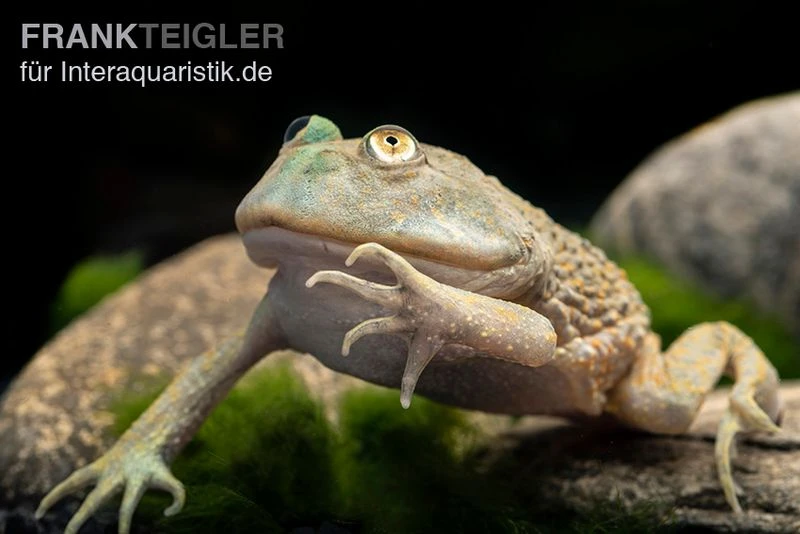 Budgett`s-Frosch, Lepidobatrachus Laevis 1 Budgett`s-Frosch, Lepidobatrachus Laevis