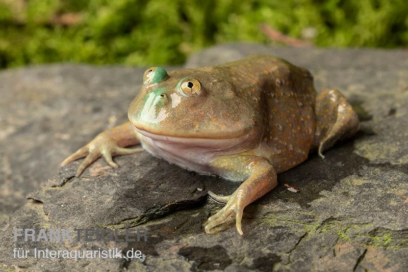 Budgett`s-Frosch, Lepidobatrachus Laevis 2 Budgett`s-Frosch, Lepidobatrachus Laevis – Bild 2