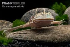 Budgett`s-Frosch, Lepidobatrachus Laevis 13 Budgett`s-Frosch, Lepidobatrachus Laevis -Huisdierbenodigdheden Serie Budgetts Frosch Lepidobatrachus laevis 5