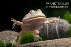 Budgett`s-Frosch, Lepidobatrachus Laevis 14 Budgett`s-Frosch, Lepidobatrachus Laevis -Huisdierbenodigdheden Serie Budgetts Frosch Lepidobatrachus laevis 6