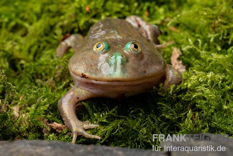 Budgett`s-Frosch, Lepidobatrachus Laevis 8 Budgett`s-Frosch, Lepidobatrachus Laevis – Bild 8