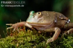 Budgett`s-Frosch, Lepidobatrachus Laevis 17 Budgett`s-Frosch, Lepidobatrachus Laevis -Huisdierbenodigdheden Serie Budgetts Frosch Lepidobatrachus laevis 9