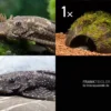 Bundle: 2x Antennenwels M (Ancistrus Sp.) + Kokosnusshöhle Bepflanzt